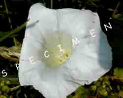 bindweed