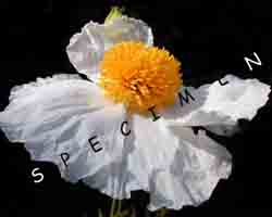 daisyflower