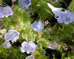 fairybush1