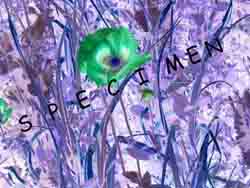 grasspoppy