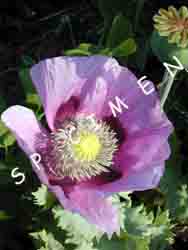 poppyfairy
