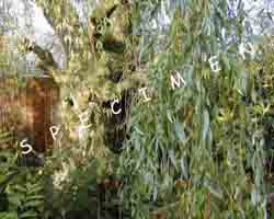 willowpic
