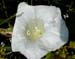 bindweed