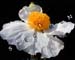 daisyflower