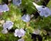 fairybush1