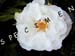 wildrose